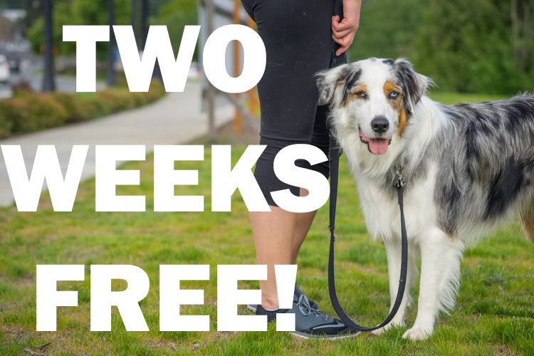 Two Weeks Free From SNIFF Dog Walkers OC
