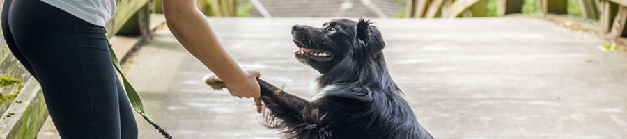 Book The Top-Rated Dog Walker