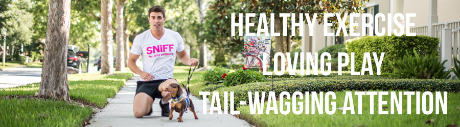 Healthy Exercise Loving Play Tail-Wagging Attention
