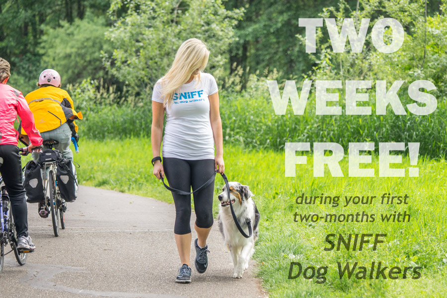 Free Dog Walking From SNIFF Dog Walkers